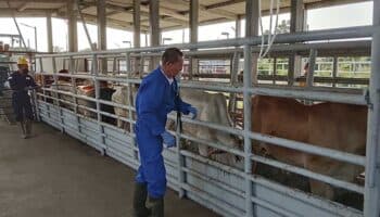 México tacha de "exceso" la petición de EU sobre el gusano barrenador en el ganado