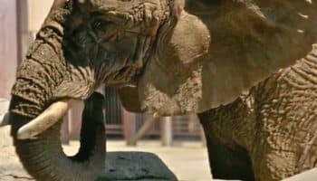 Engañoso que SCJN aprobará la condiciones en las que vive la elefanta Ely