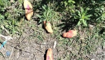 Detienen a dos funcionarios por muerte de menores que comieron pan envenenado en Chiapas