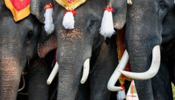 Un elefante salvaje mata a cazador de 68 años