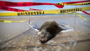Bacterias fecales afectan vida silvestre en playas de BC