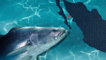 ¿Por qué está prohibida la pesca de totoaba en golfo de California?