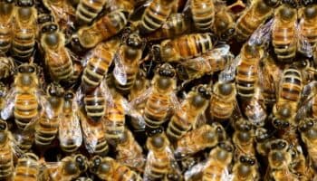 Ahora las abejas podrán producir miel sin polen natural