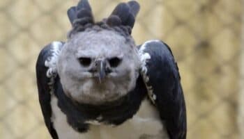 Reaparece en Chiapas el águila arpía, especie que se creía extinta