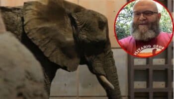 ¿De qué sirve ver a un animal enjaulado y sufriendo?:  Helsinki de 'La casa de papel' aboga por liberar a elefanta Ely