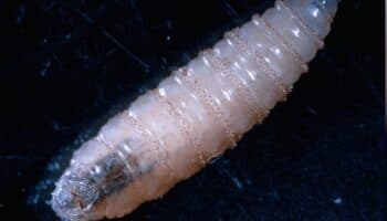 México y EU llegan a un acuerdo sobre el gusano barrenador