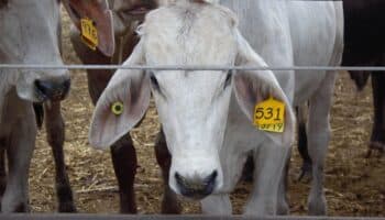 Por gusano barrenador, Estados Unidos cierra su frontera al ganado mexicano