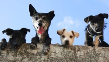 ¿Cuál es la raza de perro adecuada para ti? experto lo explica