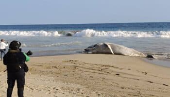 Muere ballena jorobada tras quedar atrapada en redes de pesca en Guerrero