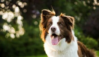 Los perros domésticos amenazan ecosistemas y dañan la vida silvestre: Estudio