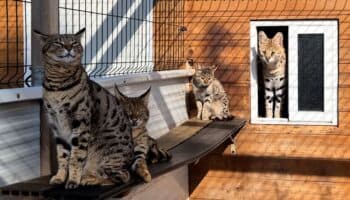 Frenan red de venta ilegal de felinos híbridos por internet