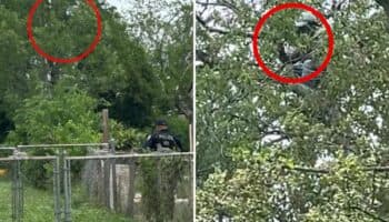 Video | Migrante pasa ocho horas trepado en un árbol para no ser arrestado