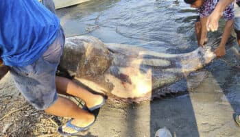 Pescan cherna gigante de 290 kilos cerca de zona afectada por derrame de Dos Bocas; ¿es una especie protegida?