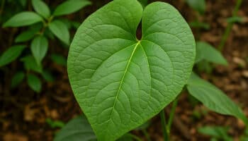 ¿Es tóxica la hoja santa cruda? Esto es lo que dice la ciencia