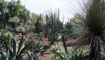 Jardín Botánico de la UNAM resguarda más de 1,600 especies de plantas