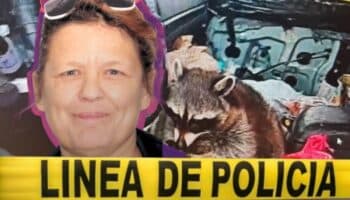 Un mapache con pipa de metanfetamina sorprende a la policía durante un arresto en Ohio