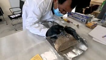 ¿Qué comía un bebé mamut?, un estudio te lo cuenta