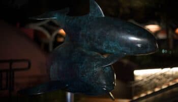 La vaquita marina es un elemento funcional del ecosistema: Lorenzo Rojas | Entérate