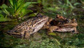 Crónicas de Exploración | Un Salto Lejos de la Extinción: el caso de la rana de patas rojas en el noroeste de México