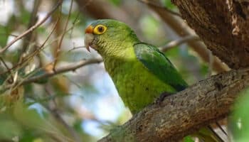 Proyecto fotográfico visibiliza la biodiversidad en riesgo por megaproyectos en Comitancillo, Oaxaca