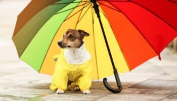 ¡Protege a tus mascotas de la lluvia! Sigue estas recomendaciones