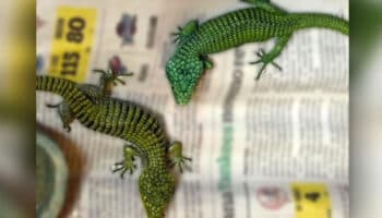Procesan a hombre que intentó sacar de México 299 reptiles en peligro de extinción escondidos en maletas
