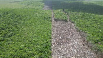 Menonitas arrasan 2 mil 600 hectáreas de selva en la Península de Yucatán
