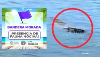 Nayarit | Cierran playas en Bahía de Banderas por presencia de cocodrilos
