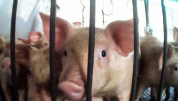 ¿Qué hay detrás de las mega granjas de cerdos? Investigación encubierta expone maltrato, contaminación y violaciones a la ley