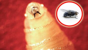 Así ayudan las moscas estériles a detener al gusano barrenador | Video