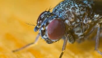 En solo dos segundos, esto es lo que una mosca deja en tu comida