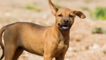 Así es como perros entrenados ayudan a combatir al gusano barrenador