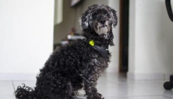 ¿Por qué los perros pequeños viven más que los grandes?: UNAM explica