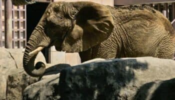 SCJN planea negar libertad a la elefanta Ely