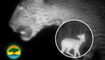 Captan a jaguar y venados en reserva natural de Nayarit con cámaras trampa