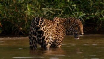 Crónicas de Exploración | Coexistiendo con el jaguar: una apuesta por la vida y las comunidades