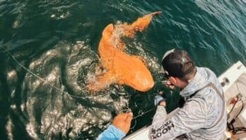 Tiburón naranja en el Caribe: ¿qué sabemos de este hallazgo?