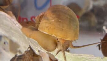 Ned, el caracol zurdo que busca pareja en Nueva Zelanda