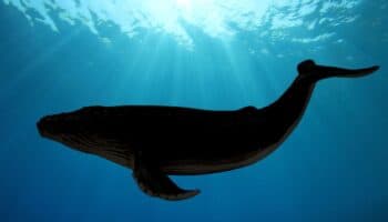 Descubren una ballena extinta con dientes afilados y ojos del tamaño de pelotas de tenis