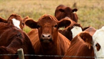 México confirma un caso de gusano barrenador en Nuevo León