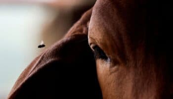 México espera erradicar gusano barrenador con nueva planta de mosca estéril