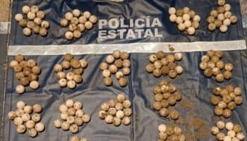 Rescatan 247 huevos de tortuga marina en Acapulco; detienen a hombre tras extracción ilegal