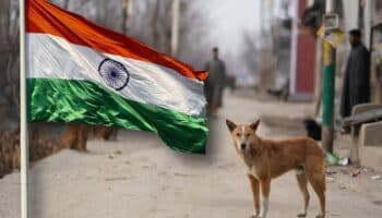 India en guerra con los perros: 62 millones de canes callejeros causan temor a crisis de salud pública