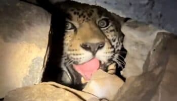 Nayarit | Video viral de jaguar en cueva destaca labor de conservación en Sierra de Vallejo