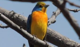 ¿Cómo están nuestras aves?: una guía para científicos y monitores comunitarios que buscan proteger la biodiversidad | Mongabay