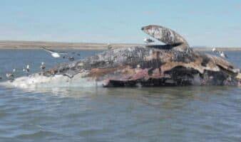 Crisis silenciosa en México: 92 ballenas grises muertas en Baja California Sur | Mongabay