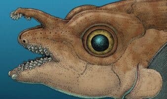 Un extraño pez utiliza dientes en la frente para aparearse