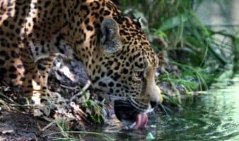 La extensión de las áreas naturales protegidas fue la principal clave en el aumento de la población de jaguares en México | Mongabay
