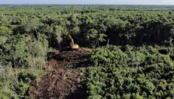 Semarnat aprueba destruir 259 hectáreas de selva para terminal de carga del Tren Maya en Cancún