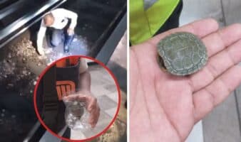 Rescatan a tortuga atrapada en las vías de la Línea 2 del Metro